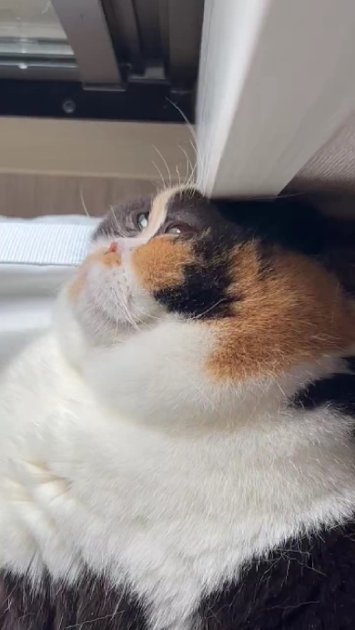 頭を押し付けすぎて溶けちゃった猫