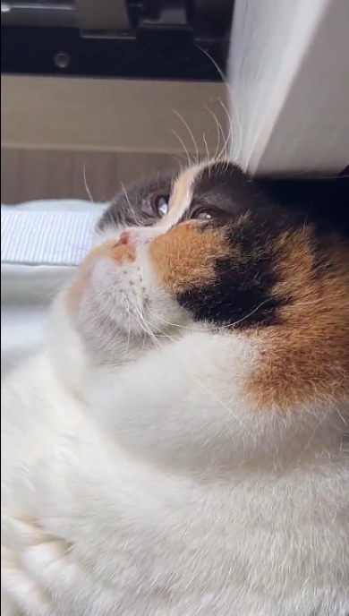 頭を押し付けすぎて溶けちゃった猫