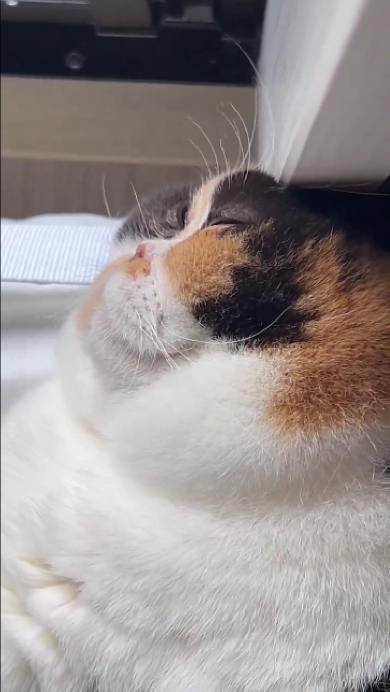 頭を押し付けすぎて溶けちゃった猫