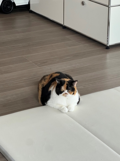 頭を押し付けすぎて溶けちゃった猫