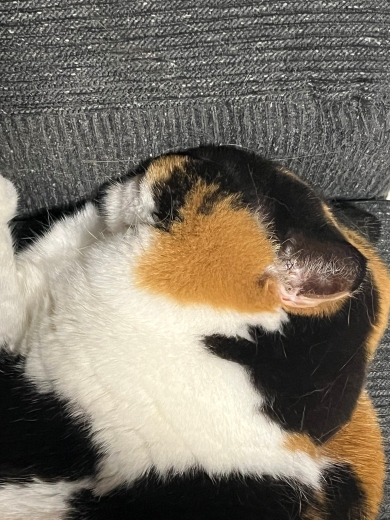 頭を押し付けすぎて溶けちゃった猫