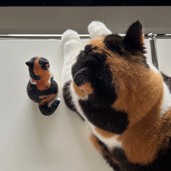 頭を押し付けすぎて溶けちゃった猫
