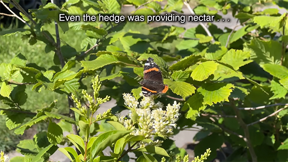 新しい庭を訪れた虫たち