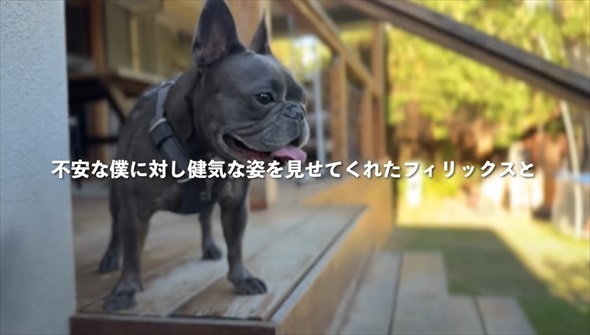 知人に愛犬を預けて週間後