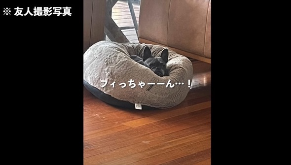 知人に愛犬を預けて週間後