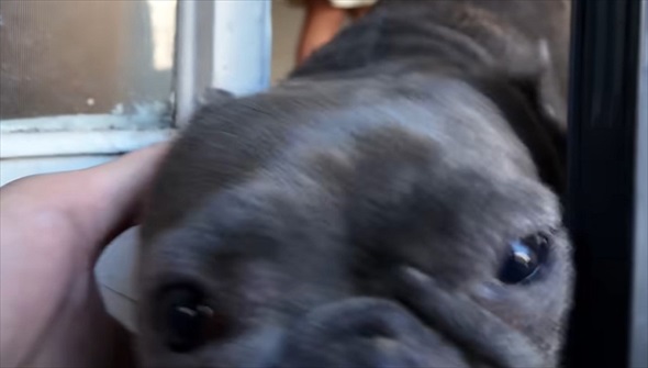 知人に愛犬を預けて週間後