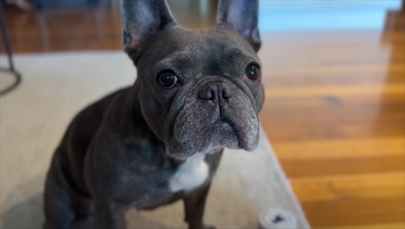 知人に愛犬を預けて週間後