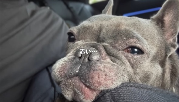 知人に愛犬を預けて週間後