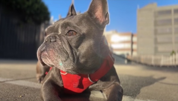 知人に愛犬を預けて週間後