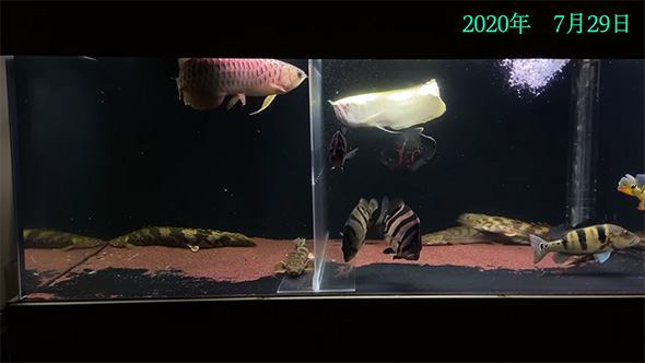 2020年セパレーター