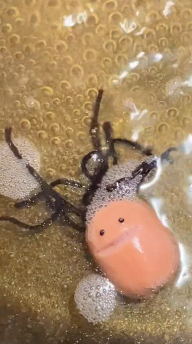 ソーセージにひじきをさす