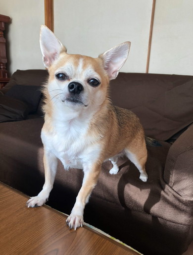 チワワのワンコ