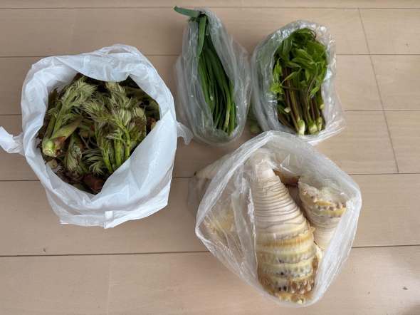 山菜やタケノコ