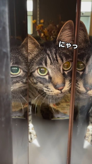 ポストからのぞく猫