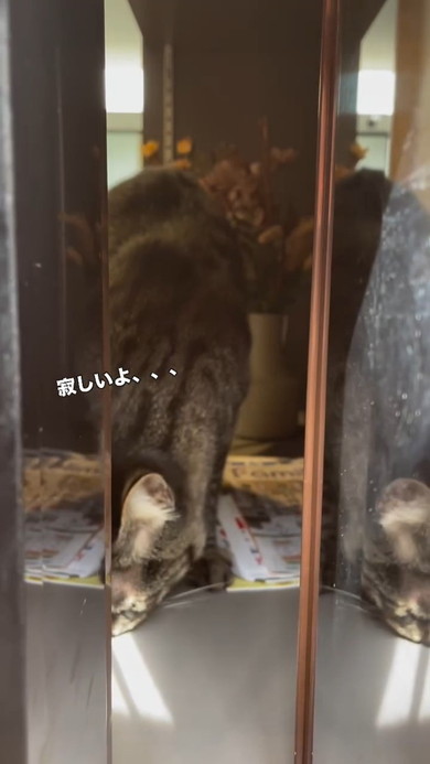落ち込む猫