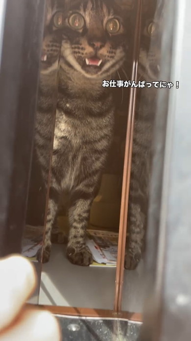 呼びかける猫