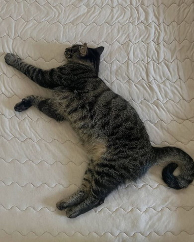 寝ている猫