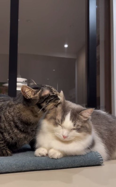 猫をなめる猫