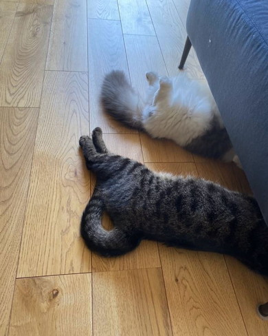 ソファ下の猫