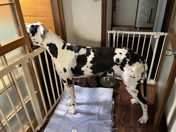 スヌーピー柄のワンコ