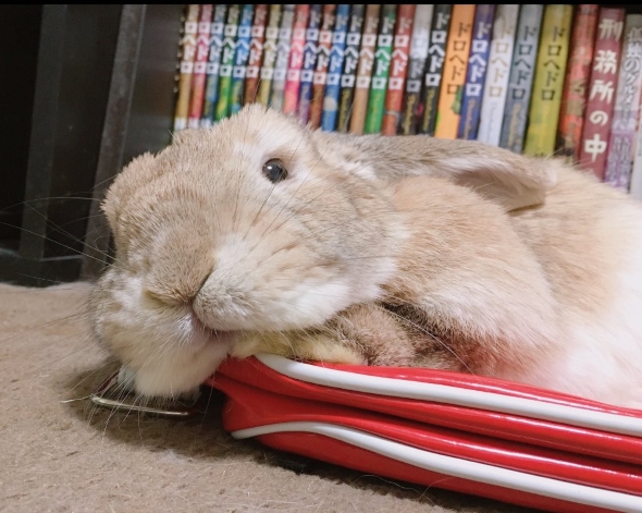 球体のようなうさぎ