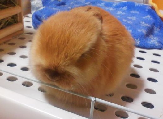 球体のようなうさぎ