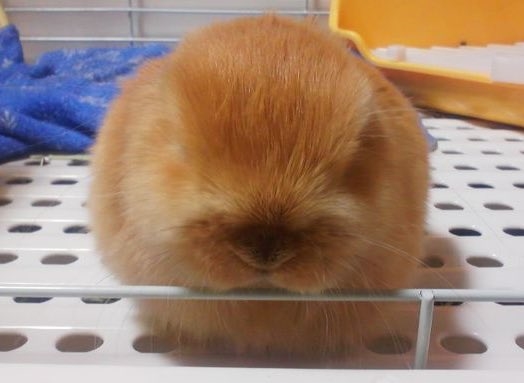 球体のようなうさぎ