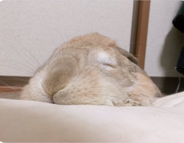 球体のようなうさぎ