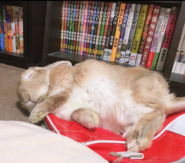 球体のようなうさぎ