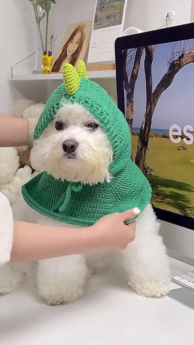 恐竜になる犬用帽子・かぶったところ