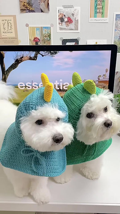 恐竜になる犬用帽子・2匹がかぶったところ