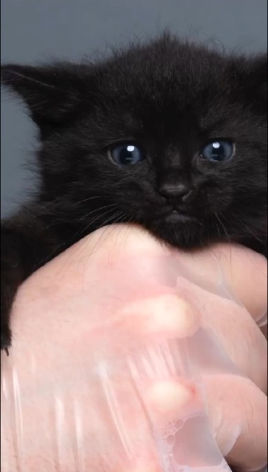 黒い子猫