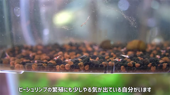 ビーシュリンプの繁殖