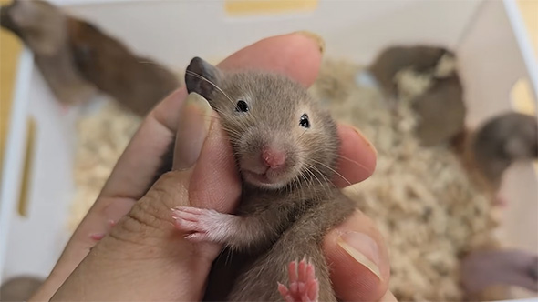 指に抱き着くハムスター