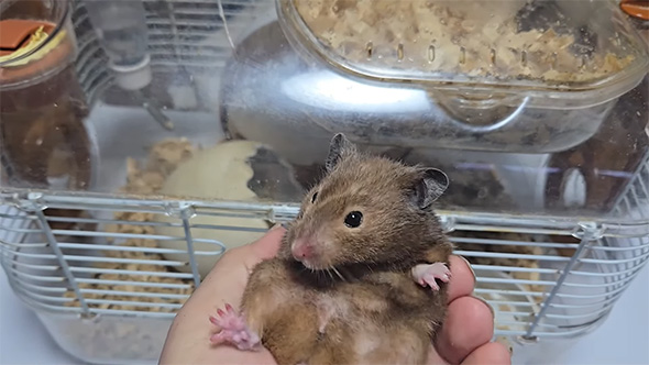 茶色いハムスター