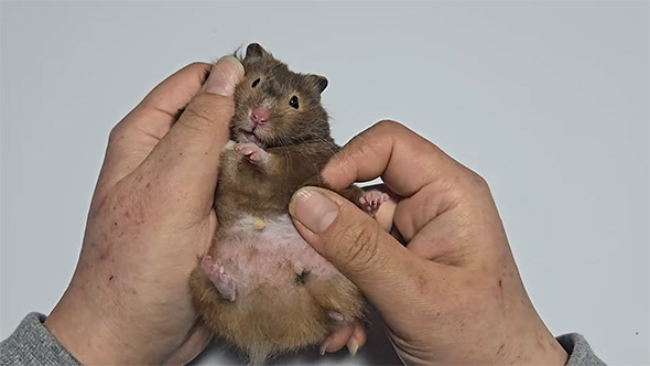 両手とハムスター