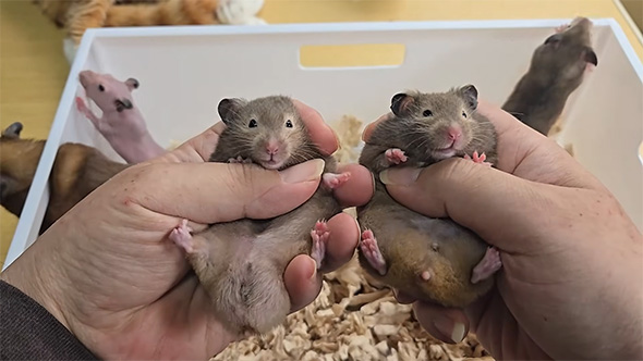 2匹のハムスター