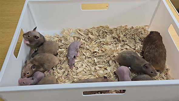 ハムスターが入った箱、ピンクのハムスターが3匹