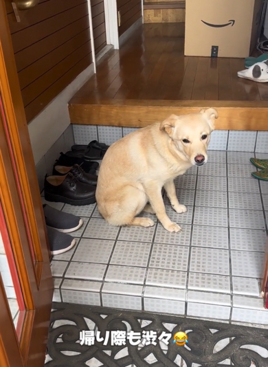 じいじとのバイバイが嫌なくうくん