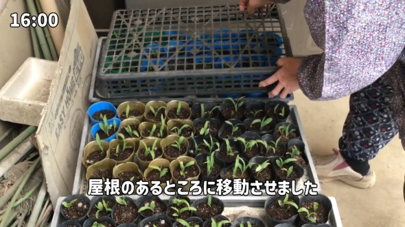 90歳 おばあちゃん 1日 日常 畑仕事 Vlog