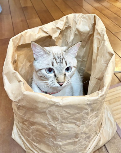 米袋に入っている猫ちゃん