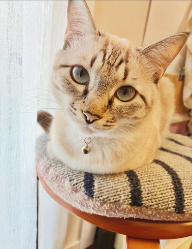 丸椅子に座っている猫ちゃん