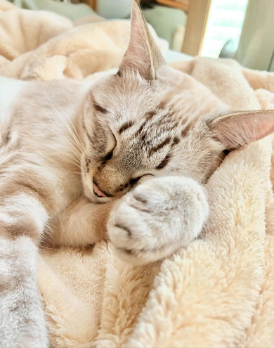 眠っている猫ちゃん