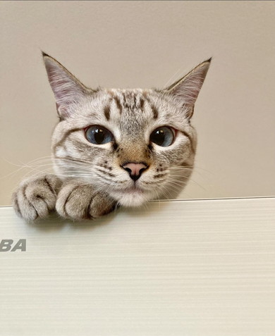 米袋に入っている猫ちゃん