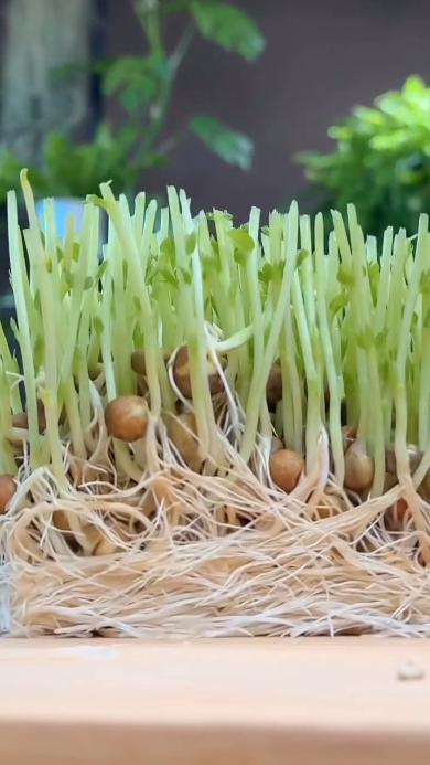 豆から3、4センチでカット