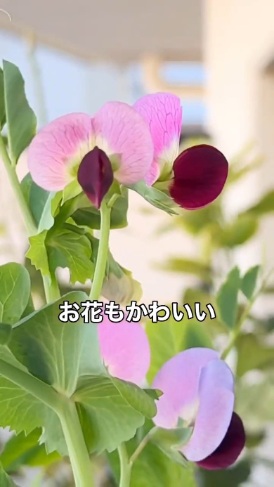 かわいいお花も咲く