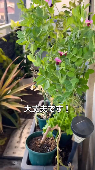 小さい鉢でできる