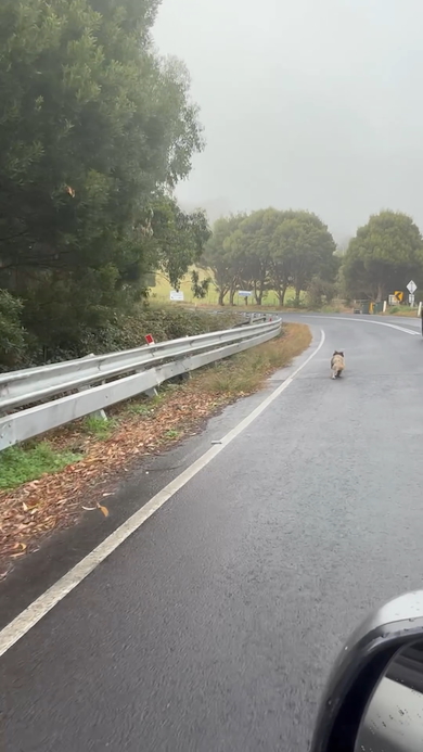道路を歩くコアラ