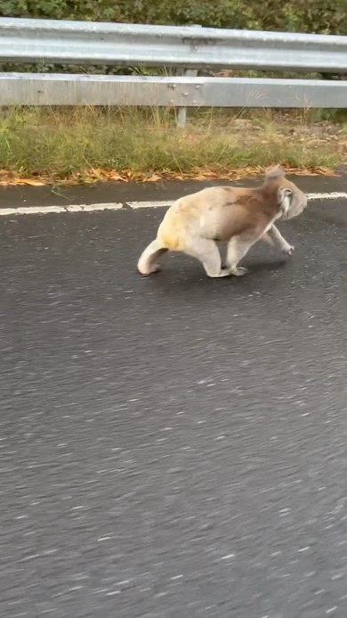 道路を歩くコアラ