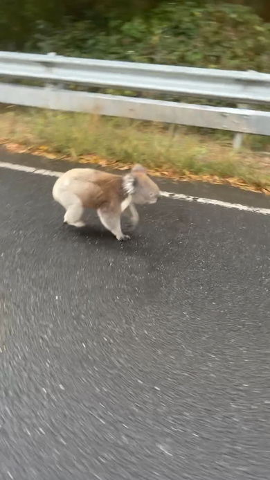 道路を歩くコアラ